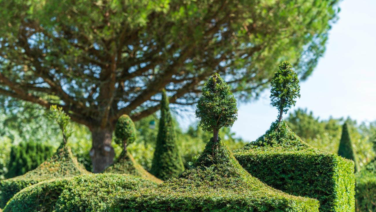 Taille des ifs, Parterre (© Julien Gazeau)