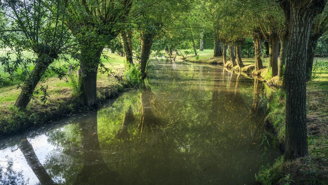 Les saules bordant la rivière Smagne (© Lionel Hug)